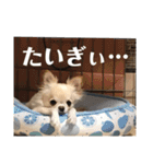 ちょこ_チワワ（個別スタンプ：19）