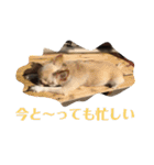 ちょこ_チワワ（個別スタンプ：20）