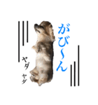 わが家のどうぶつ（個別スタンプ：7）