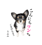 わが家のどうぶつ（個別スタンプ：8）