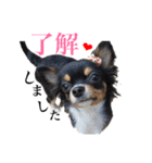 わが家のどうぶつ（個別スタンプ：9）