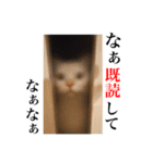 わが家のどうぶつ（個別スタンプ：20）