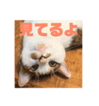 マルクル（個別スタンプ：1）