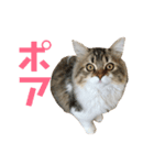 マルクル（個別スタンプ：4）