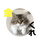 マルクル（個別スタンプ：5）