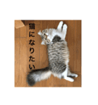 マルクル（個別スタンプ：7）