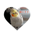 インコはん（個別スタンプ：1）
