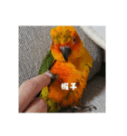 インコはん（個別スタンプ：2）