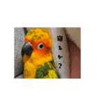 インコはん（個別スタンプ：5）