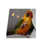 インコはん（個別スタンプ：7）