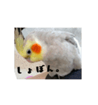 インコはん（個別スタンプ：8）