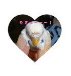 インコはん（個別スタンプ：9）