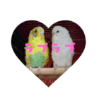 インコはん（個別スタンプ：10）