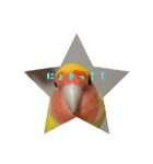 インコはん（個別スタンプ：11）