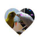 インコはん（個別スタンプ：12）
