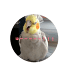 インコはん（個別スタンプ：13）