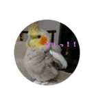 インコはん（個別スタンプ：14）