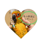 インコはん（個別スタンプ：15）