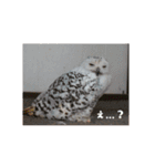 インコはん（個別スタンプ：16）