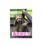 あめりかんこっかー（個別スタンプ：4）
