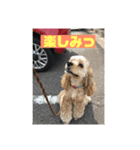 あめりかんこっかー（個別スタンプ：5）