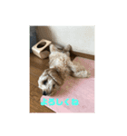 あめりかんこっかー（個別スタンプ：8）