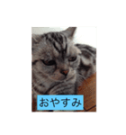 ねこあにゃんちゃん（個別スタンプ：1）