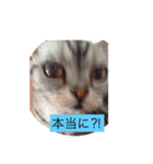 ねこあにゃんちゃん（個別スタンプ：3）