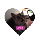 ねこあにゃんちゃん（個別スタンプ：5）