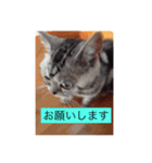 ねこあにゃんちゃん（個別スタンプ：8）