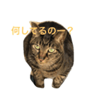 キジトラ猫フクの幸せな日々（個別スタンプ：1）