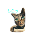 キジトラ猫フクの幸せな日々（個別スタンプ：2）
