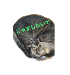 キジトラ猫フクの幸せな日々（個別スタンプ：5）