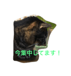 キジトラ猫フクの幸せな日々（個別スタンプ：6）