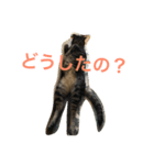キジトラ猫フクの幸せな日々（個別スタンプ：7）