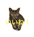 キジトラ猫フクの幸せな日々（個別スタンプ：8）