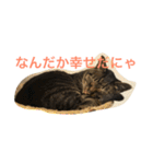 キジトラ猫フクの幸せな日々（個別スタンプ：9）