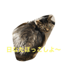キジトラ猫フクの幸せな日々（個別スタンプ：10）
