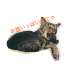 キジトラ猫フクの幸せな日々（個別スタンプ：11）