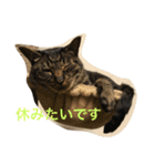 キジトラ猫フクの幸せな日々（個別スタンプ：12）