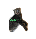 キジトラ猫フクの幸せな日々（個別スタンプ：13）