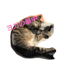 キジトラ猫フクの幸せな日々（個別スタンプ：14）
