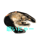 キジトラ猫フクの幸せな日々（個別スタンプ：15）