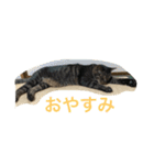 キジトラ猫フクの幸せな日々（個別スタンプ：16）
