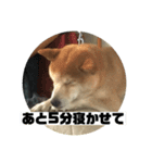 柴犬☆茶々の日常（個別スタンプ：5）