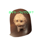 大阪弁プードル（個別スタンプ：5）