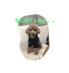 大阪弁プードル（個別スタンプ：7）