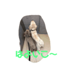 大阪弁プードル（個別スタンプ：8）