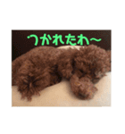 大阪弁プードル（個別スタンプ：10）