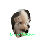 大阪弁プードル（個別スタンプ：11）